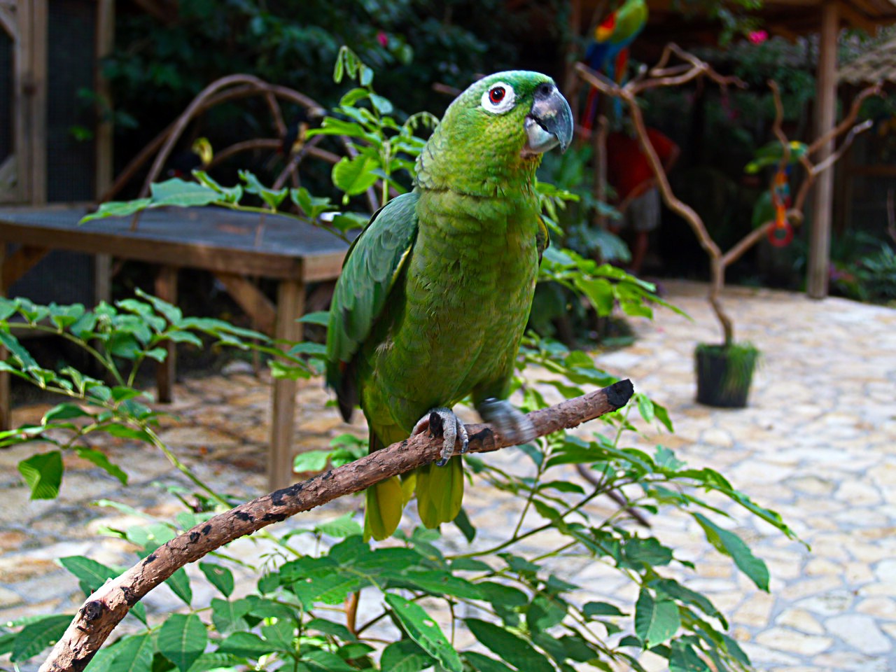 Amazoňan džungľový - Amazona farinosa